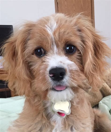 Cavalier king charles spaniel and poodle cross - The Cavalier King Charles Spaniel wears his connection to British history in his breed's name. Cavaliers are the best of two worlds, combining the gentle attentiveness of a toy breed with the ...